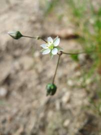 Fotografia da espécie Spergula morisonii