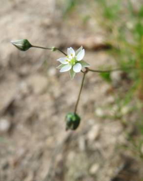 Fotografia 8 da espécie Spergula morisonii no Jardim Botânico UTAD