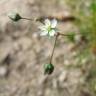 Fotografia 8 da espécie Spergula morisonii do Jardim Botânico UTAD