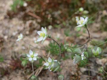 Fotografia da espécie Spergula morisonii