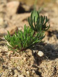 Fotografia da espécie Spergula morisonii