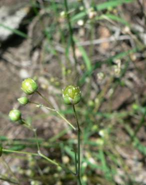 Fotografia 16 da espécie Spergula morisonii no Jardim Botânico UTAD