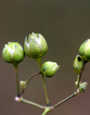 Fotografia 19 da espécie Spergula morisonii no Jardim Botânico UTAD