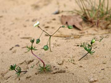 Fotografia da espécie Spergula morisonii