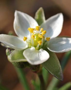 Fotografia 1 da espécie Spergula morisonii no Jardim Botânico UTAD