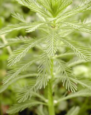 Fotografia 5 da espécie Myriophyllum verticillatum no Jardim Botânico UTAD