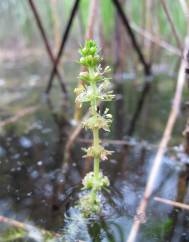 Myriophyllum verticillatum