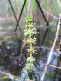 Fotografia da espécie Myriophyllum verticillatum