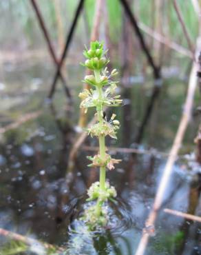 Fotografia 1 da espécie Myriophyllum verticillatum no Jardim Botânico UTAD