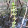 Fotografia 1 da espécie Myriophyllum verticillatum do Jardim Botânico UTAD