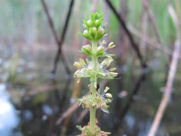 Fotografia da espécie Myriophyllum verticillatum