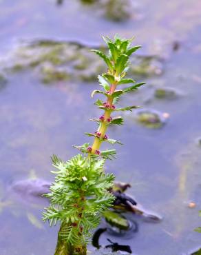 Fotografia 7 da espécie Myriophyllum verticillatum no Jardim Botânico UTAD