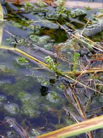 Fotografia da espécie Myriophyllum verticillatum