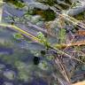 Fotografia 8 da espécie Myriophyllum verticillatum do Jardim Botânico UTAD