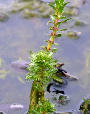 Fotografia 9 da espécie Myriophyllum verticillatum no Jardim Botânico UTAD