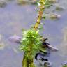 Fotografia 9 da espécie Myriophyllum verticillatum do Jardim Botânico UTAD