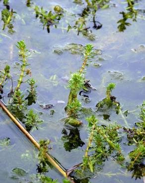 Fotografia 10 da espécie Myriophyllum verticillatum no Jardim Botânico UTAD