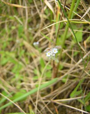 Fotografia 8 da espécie Myosotis stricta no Jardim Botânico UTAD