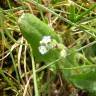 Fotografia 9 da espécie Myosotis stricta do Jardim Botânico UTAD