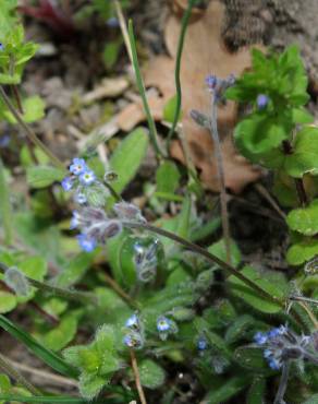 Fotografia 11 da espécie Myosotis stricta no Jardim Botânico UTAD