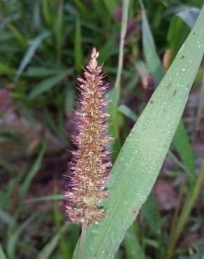 Fotografia 5 da espécie Setaria viridis no Jardim Botânico UTAD