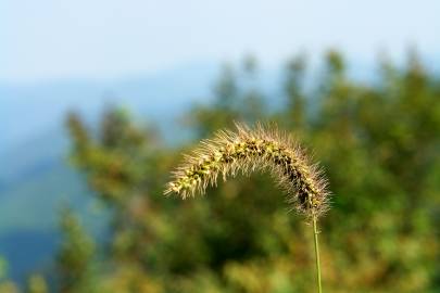 Fotografia da espécie Setaria viridis