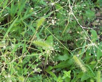 Fotografia da espécie Setaria viridis