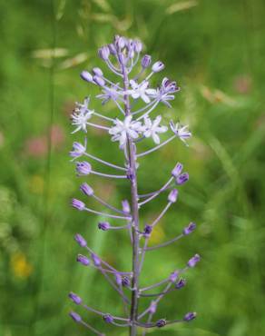 Fotografia 6 da espécie Scilla hyacinthoides no Jardim Botânico UTAD