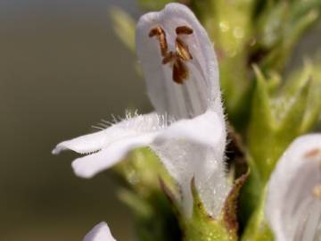 Fotografia da espécie Satureja hortensis