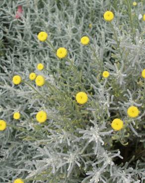 Fotografia 8 da espécie Santolina rosmarinifolia no Jardim Botânico UTAD