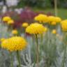 Fotografia 1 da espécie Santolina rosmarinifolia do Jardim Botânico UTAD