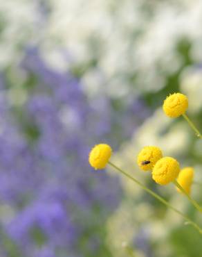 Fotografia 11 da espécie Santolina rosmarinifolia no Jardim Botânico UTAD