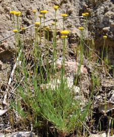 Fotografia da espécie Santolina rosmarinifolia