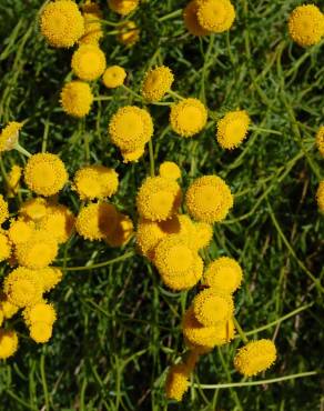 Fotografia 13 da espécie Santolina rosmarinifolia no Jardim Botânico UTAD