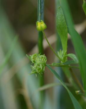 Fotografia 7 da espécie Ranunculus arvensis no Jardim Botânico UTAD