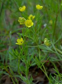 Fotografia da espécie Ranunculus arvensis