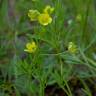 Fotografia 9 da espécie Ranunculus arvensis do Jardim Botânico UTAD