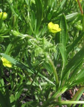 Fotografia 10 da espécie Ranunculus arvensis no Jardim Botânico UTAD