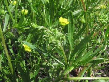 Fotografia da espécie Ranunculus arvensis