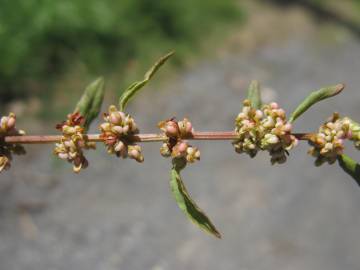 Fotografia da espécie Rumex conglomeratus