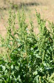 Fotografia da espécie Rumex conglomeratus