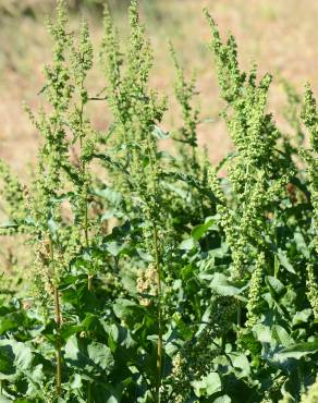 Fotografia 5 da espécie Rumex conglomeratus no Jardim Botânico UTAD