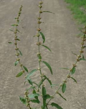 Fotografia 6 da espécie Rumex conglomeratus no Jardim Botânico UTAD