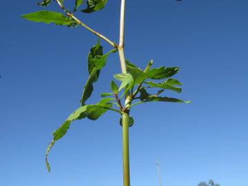 Fotografia da espécie Rumex conglomeratus