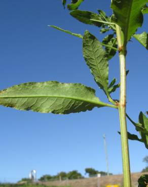 Fotografia 8 da espécie Rumex conglomeratus no Jardim Botânico UTAD