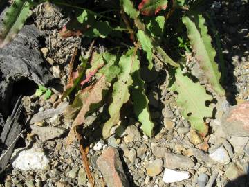 Fotografia da espécie Rumex conglomeratus