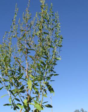 Fotografia 11 da espécie Rumex conglomeratus no Jardim Botânico UTAD