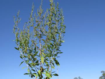 Fotografia da espécie Rumex conglomeratus