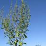 Fotografia 11 da espécie Rumex conglomeratus do Jardim Botânico UTAD