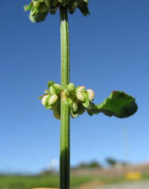 Fotografia 12 da espécie Rumex conglomeratus no Jardim Botânico UTAD